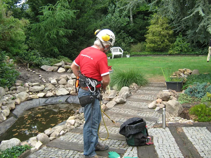 Arborist with climbing gear working in a landscaped garden