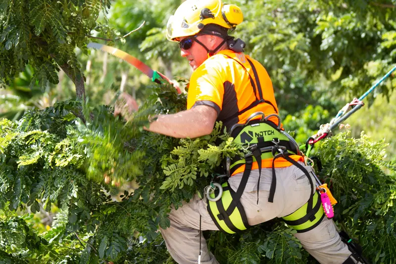 Arborist in a harness and helmet pruning branches in a tree canopy