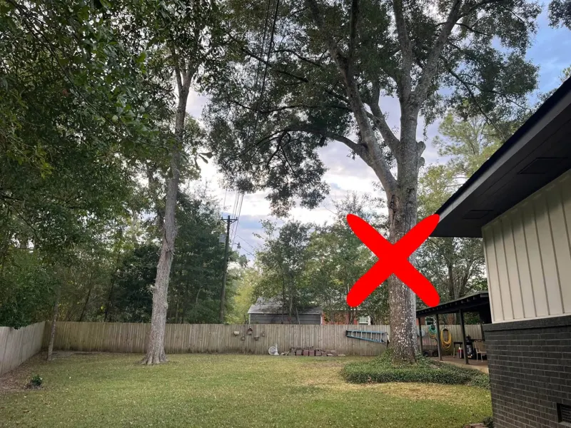Backyard oak marked with a red X before removal, beside a wood privacy fence