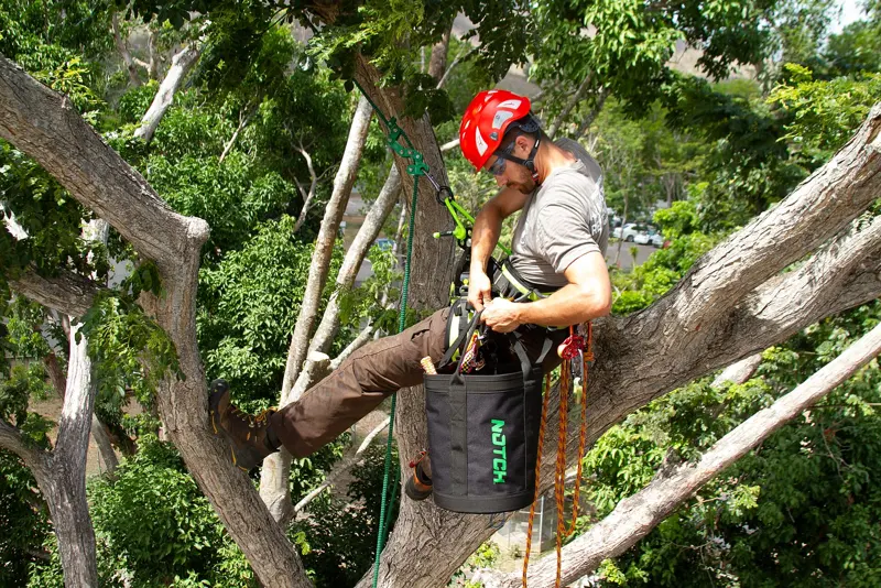 Arborist climbing on ropes high in a mature tree