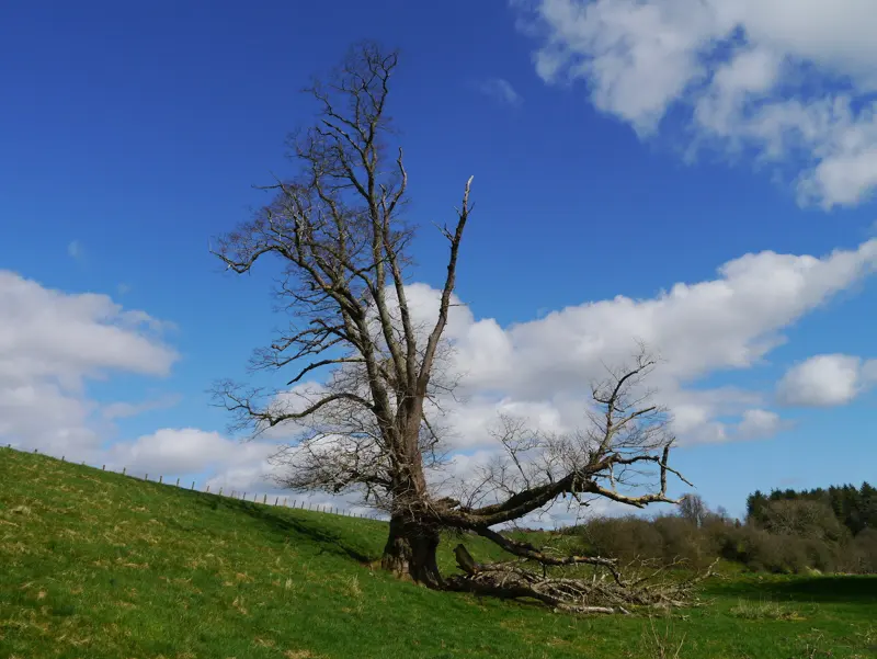 Large tree with broken limbs after a storm