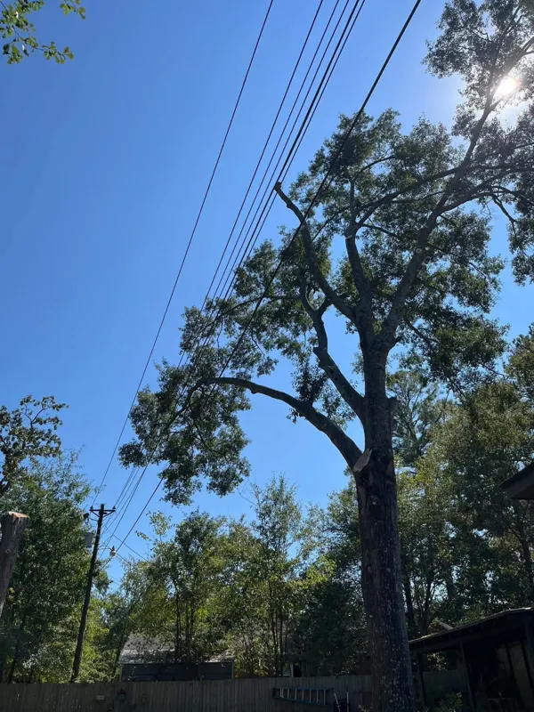 Large tree growing up into overhead utility lines, a job that needs line-clearance care